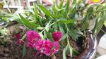 石竹花 母亲花