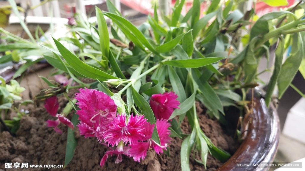 石竹花 母亲花