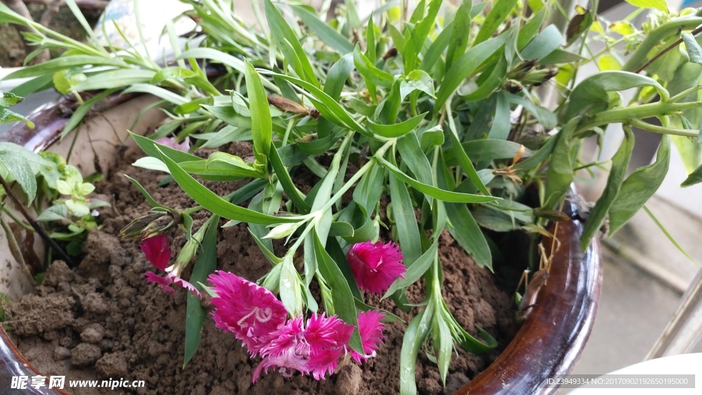 石竹花 母亲花