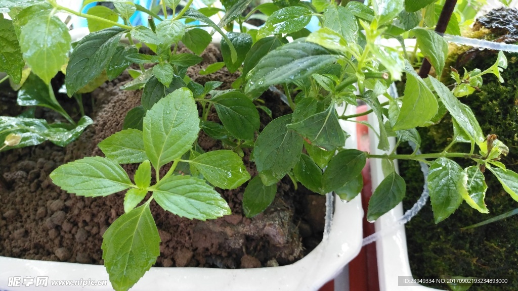 薄荷