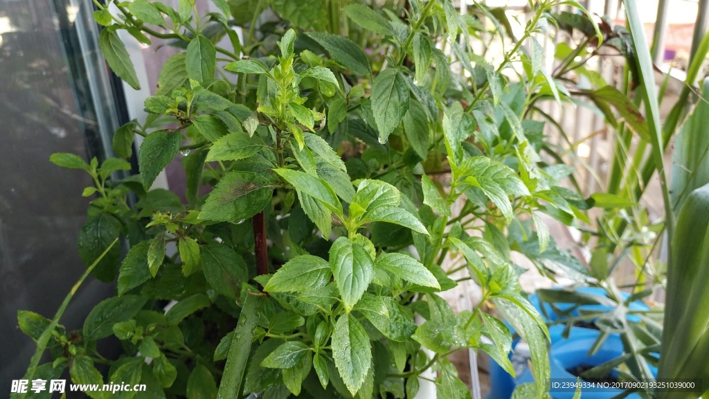 薄荷