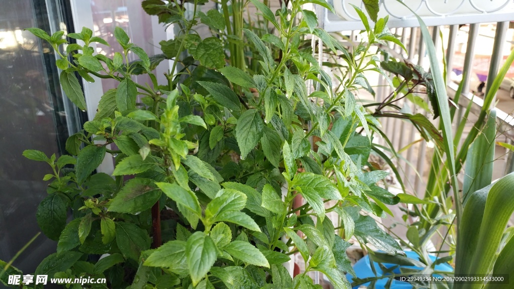 薄荷