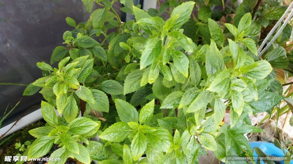薄荷