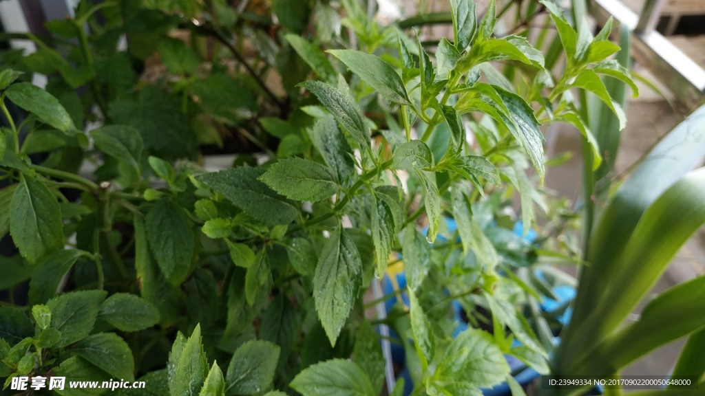 薄荷