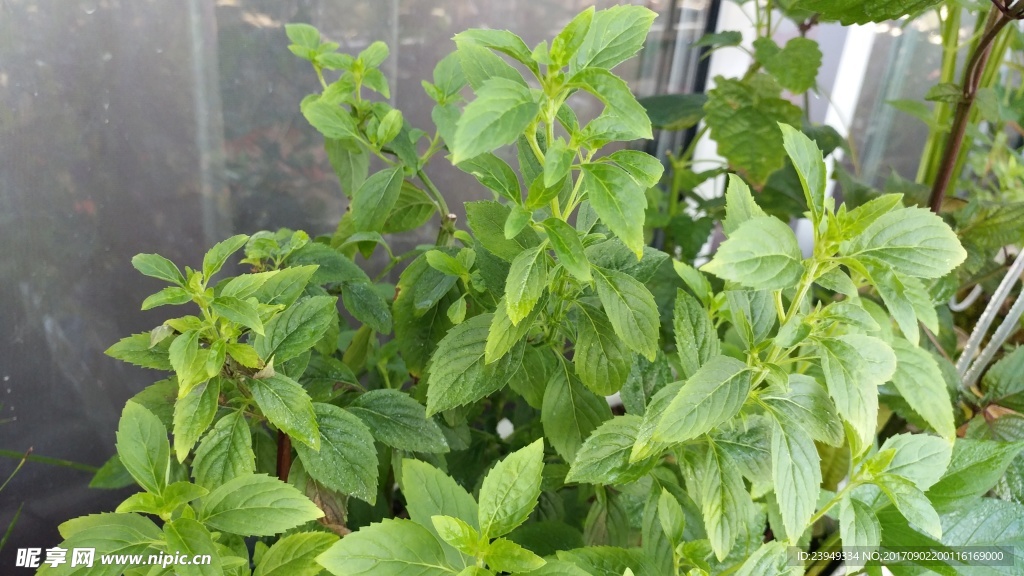 薄荷