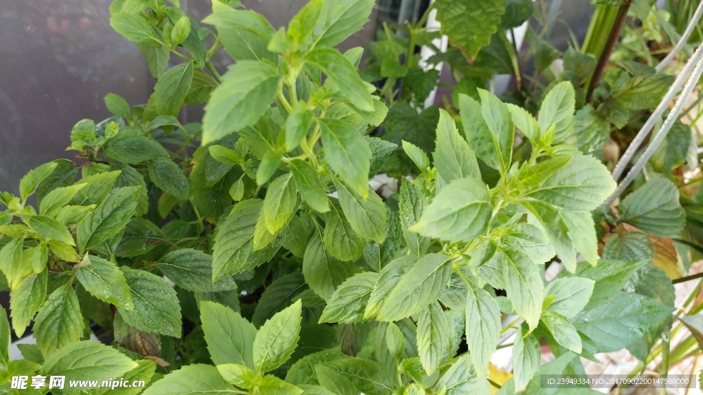 薄荷
