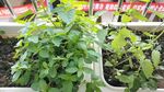 薄荷 藿香