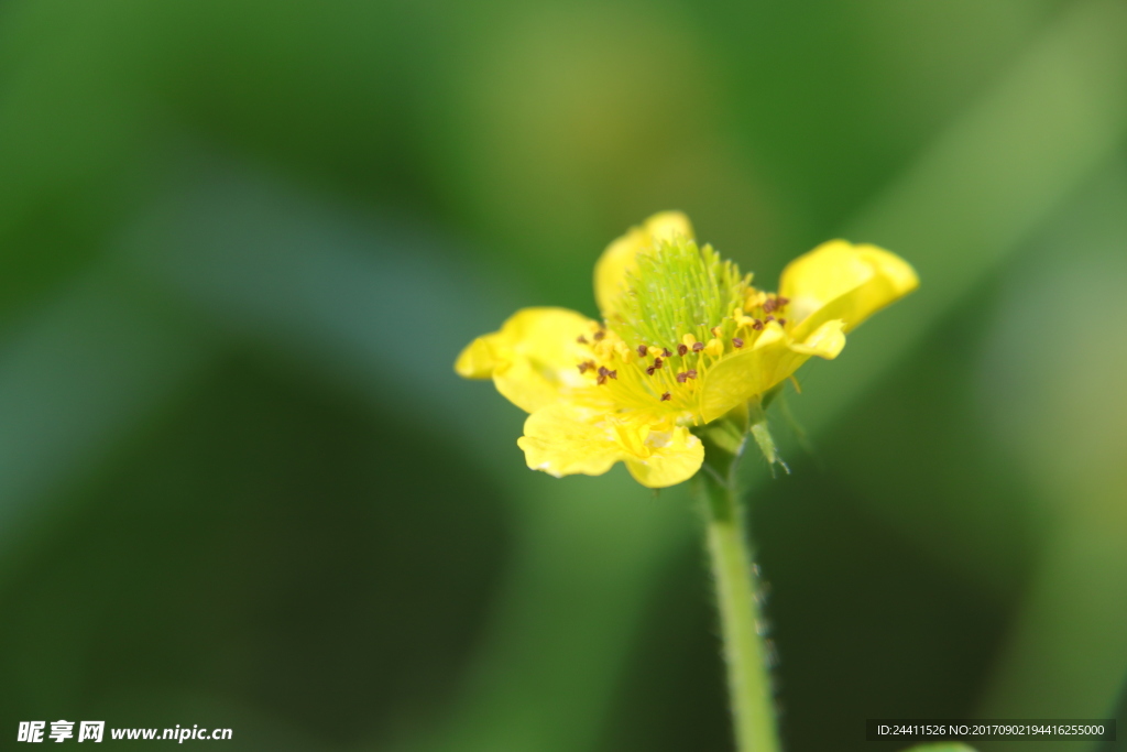 小黄花