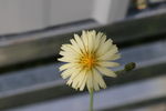 小花