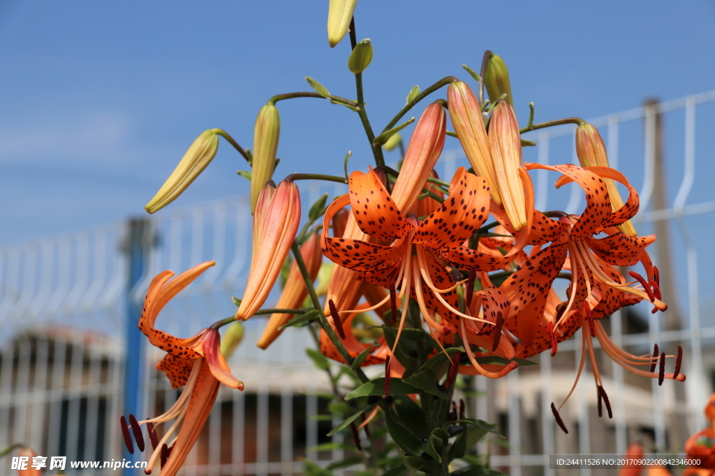 花