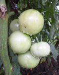 番茄