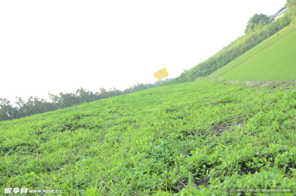 草