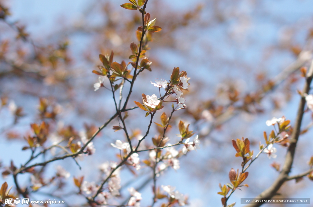 枝头花