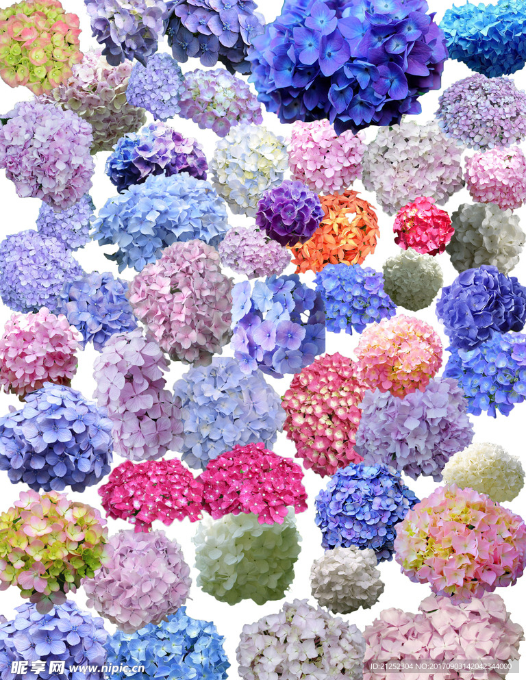 绣球花花团