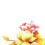 金色荷花