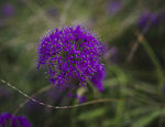 韭菜花开