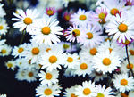 蜜蜂 雏菊 采蜜