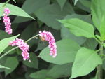 蜜蜂采蜜