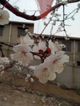 杏花
