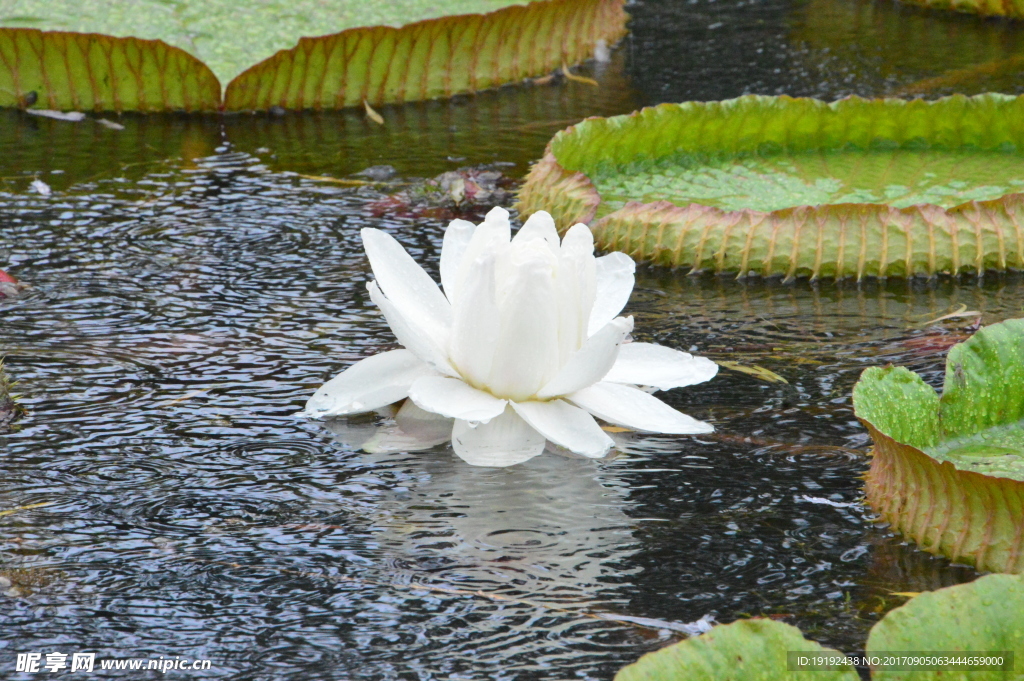 荷塘王莲花