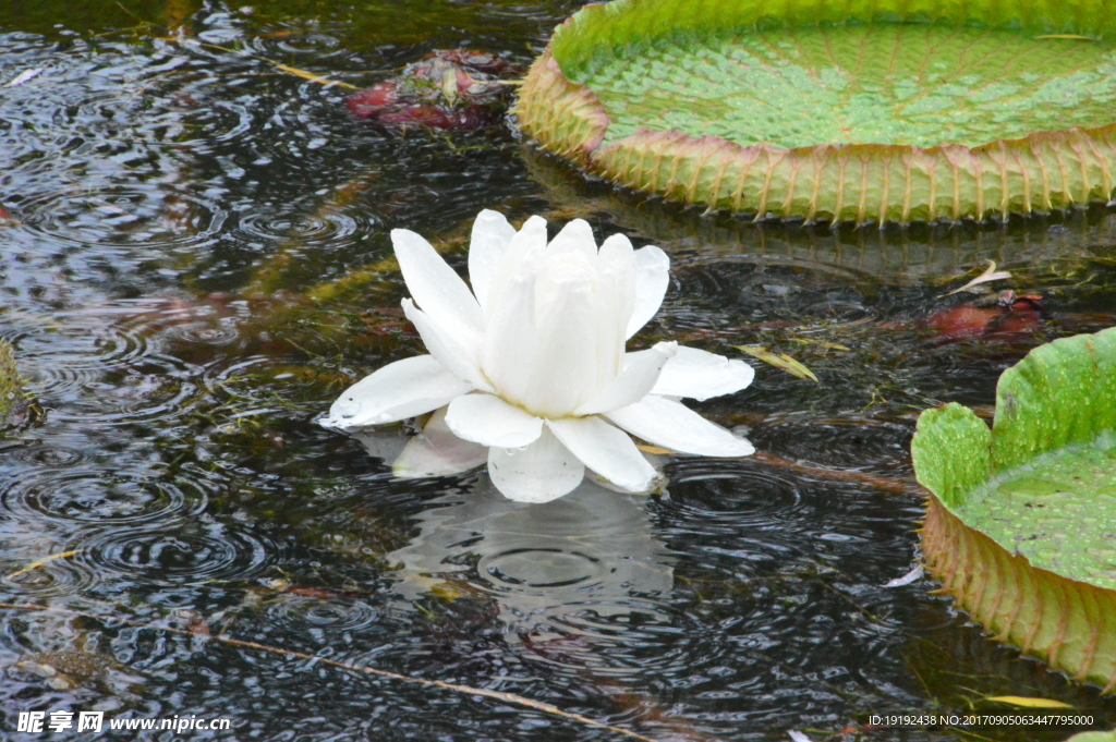 荷塘王莲花