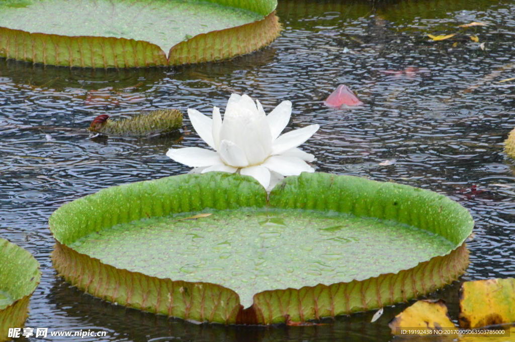 荷塘王莲花