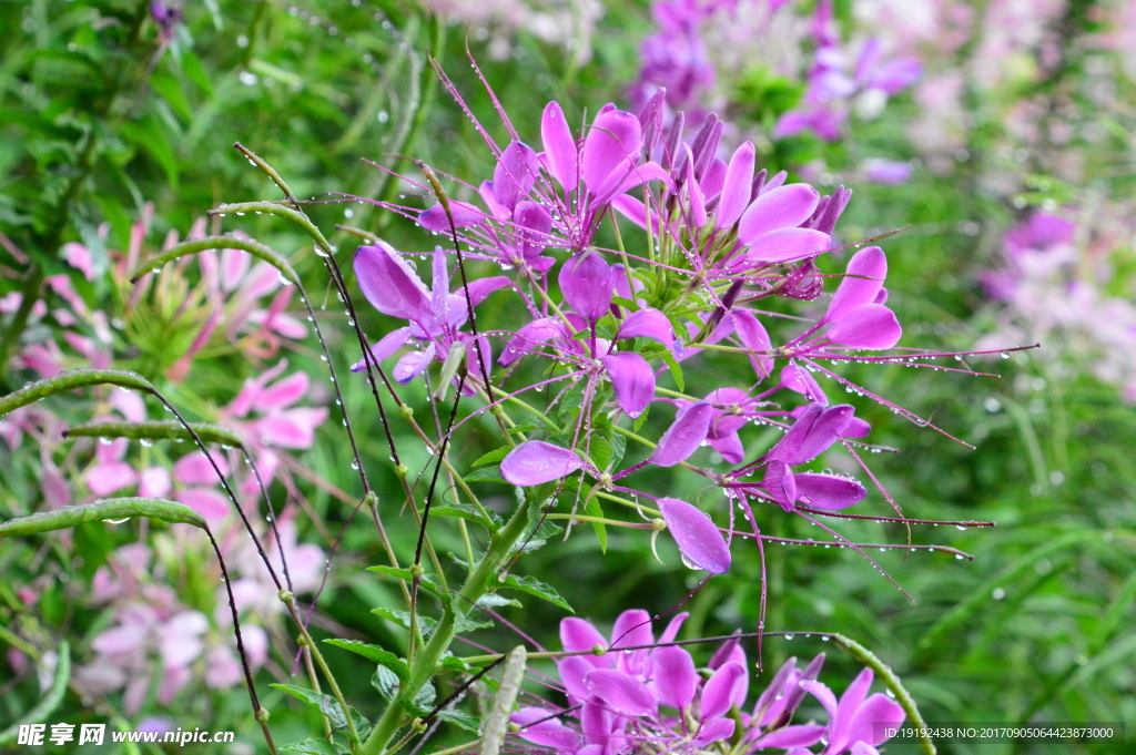 醉蝶花