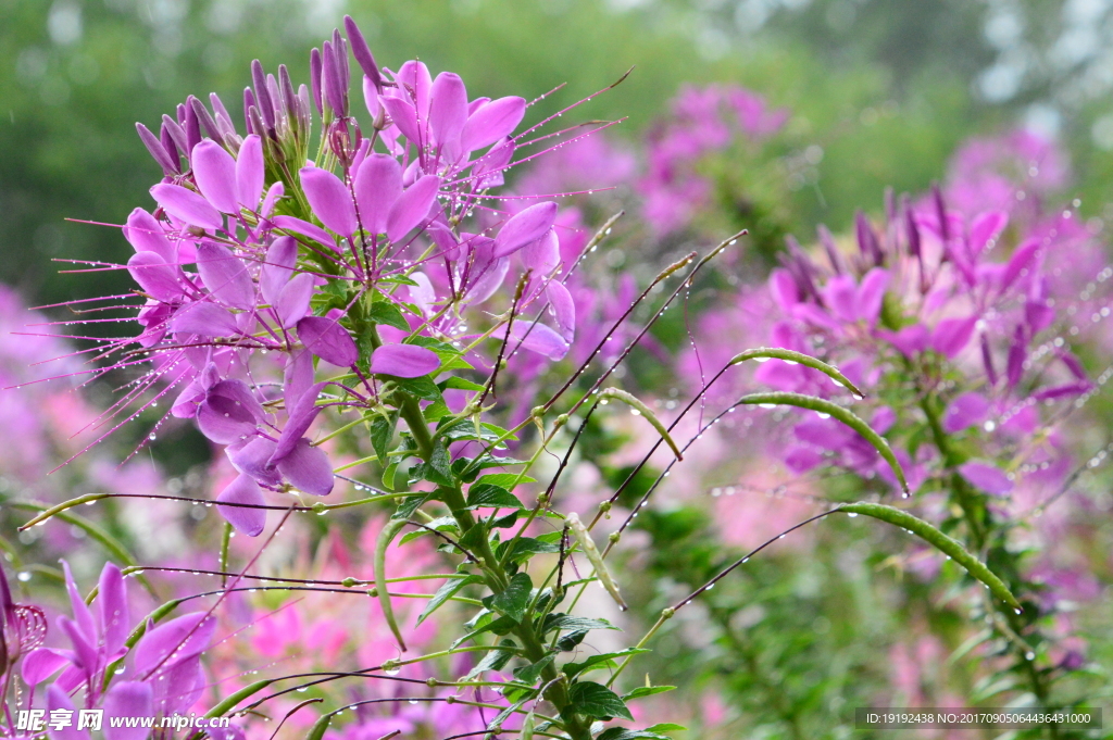 醉蝶花