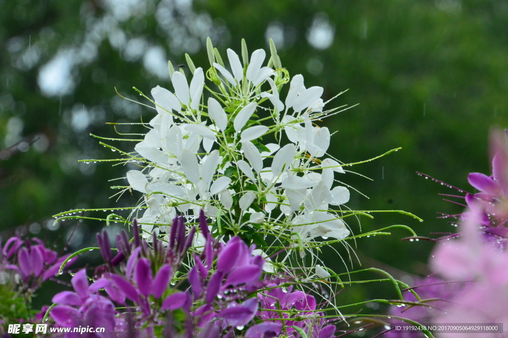 醉蝶花