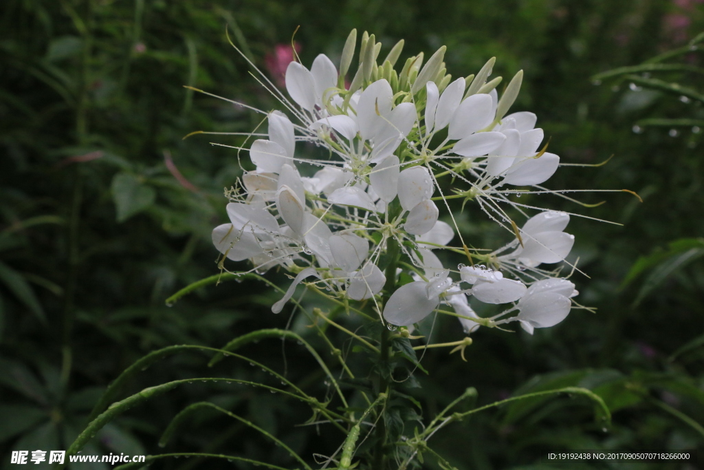 醉蝶花