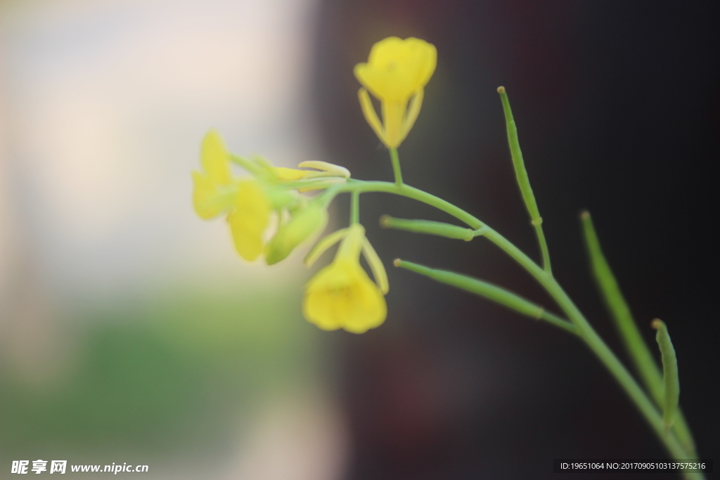 护眼油菜花