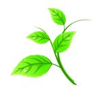 绿茶 绿叶矢量文件