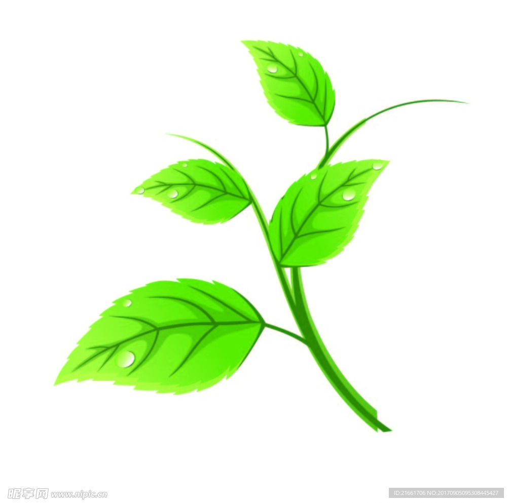 绿茶 绿叶矢量文件