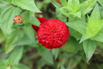 红色矢车菊