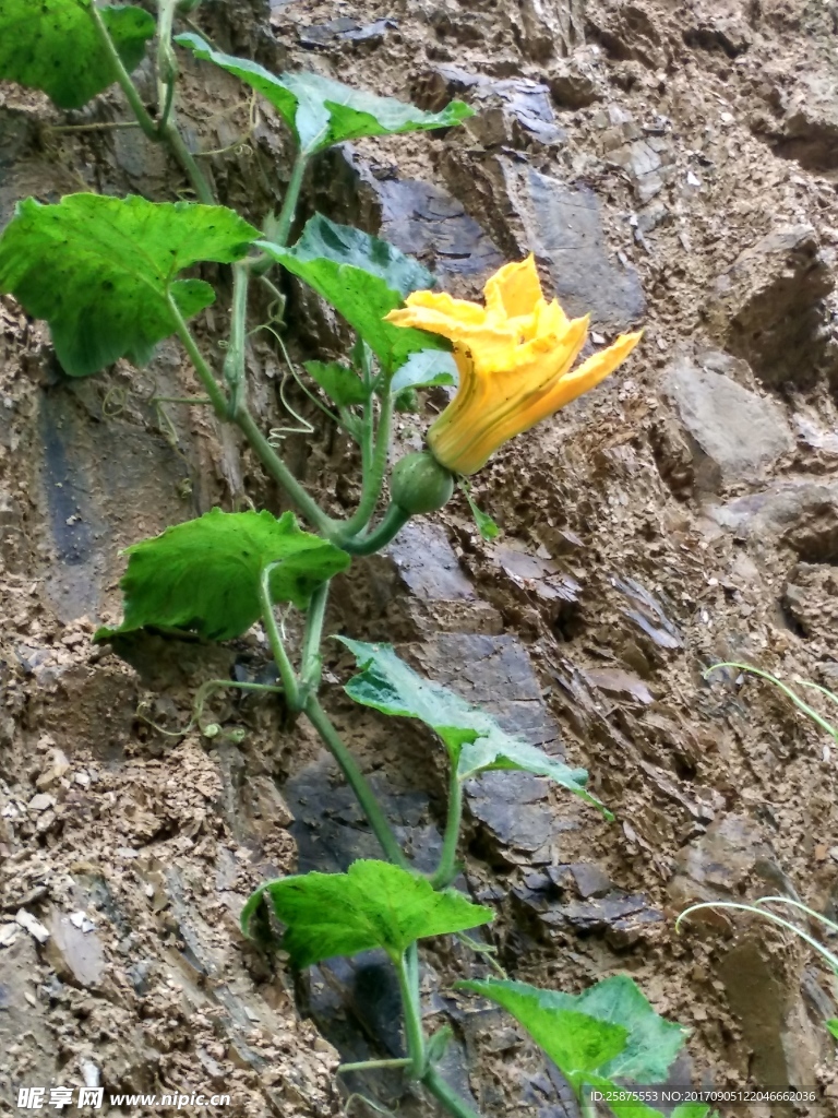 南瓜花