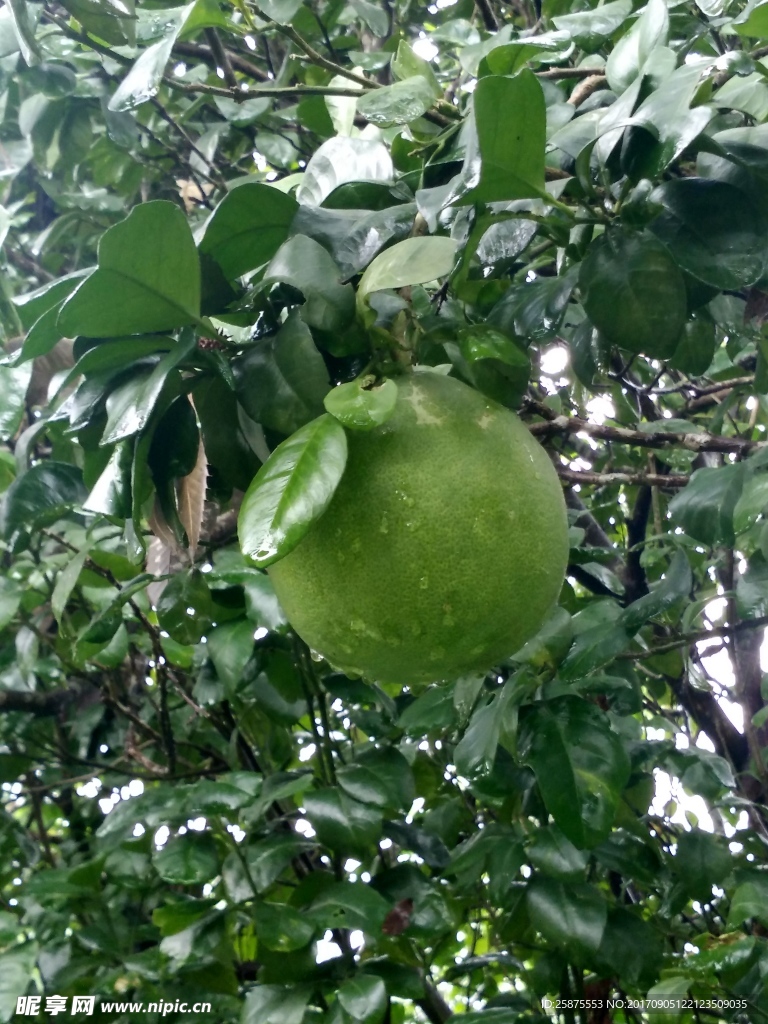 柚子