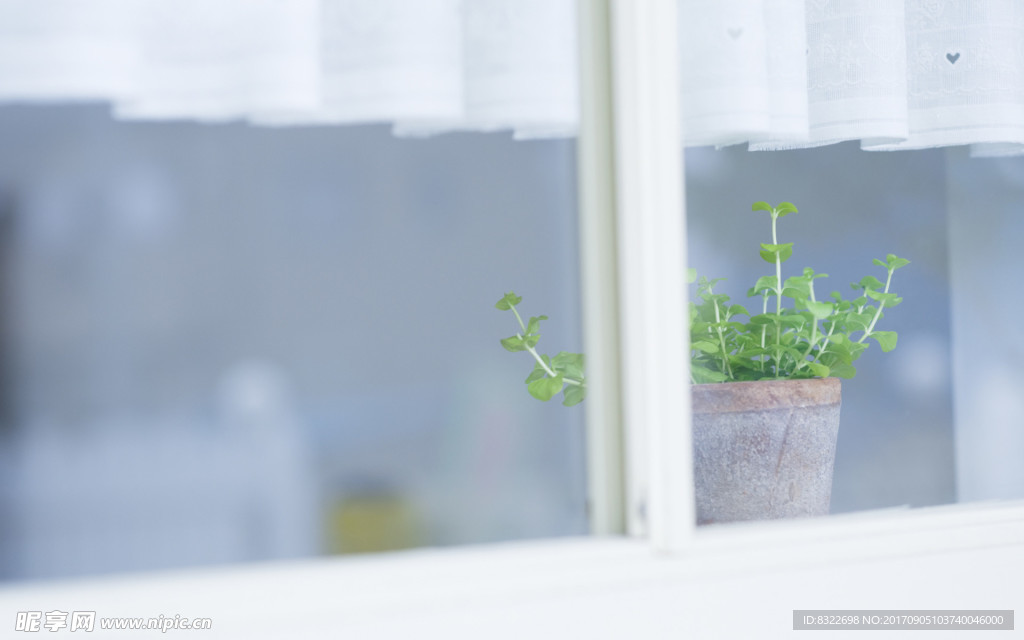 窗台装饰植物