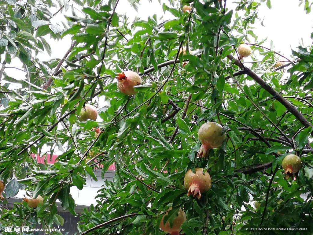 雨后石榴树