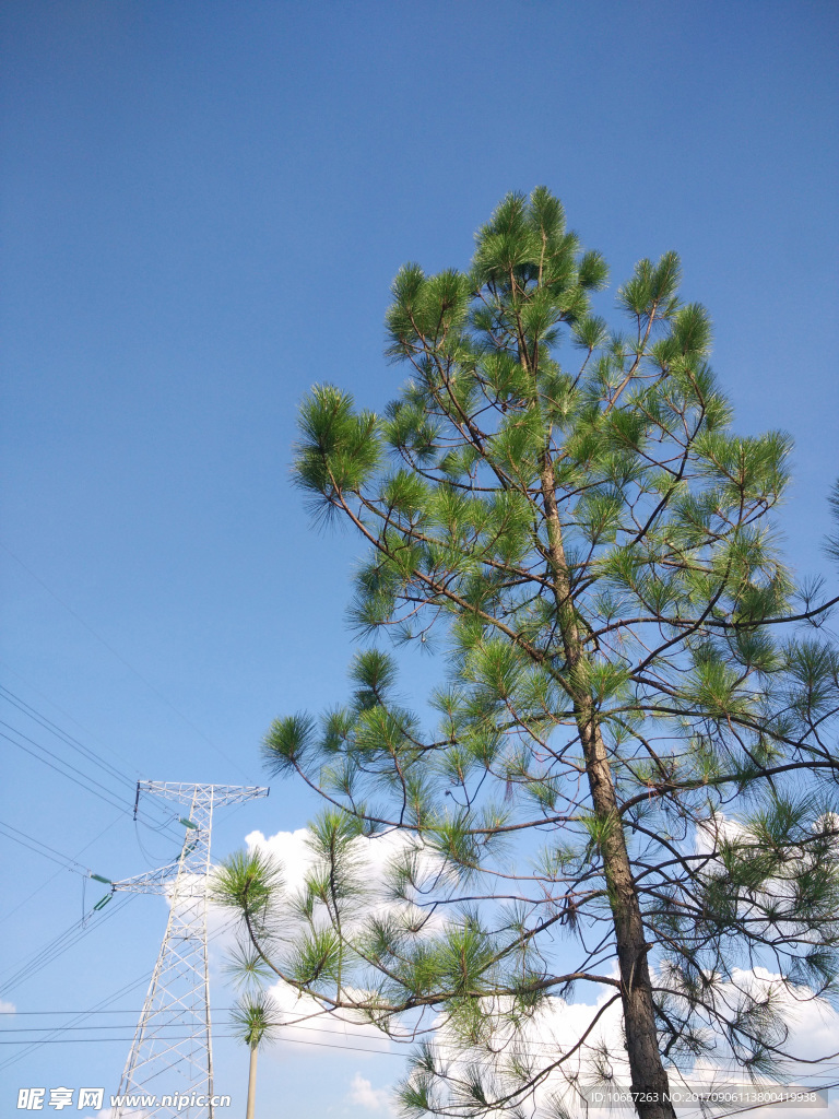 松树