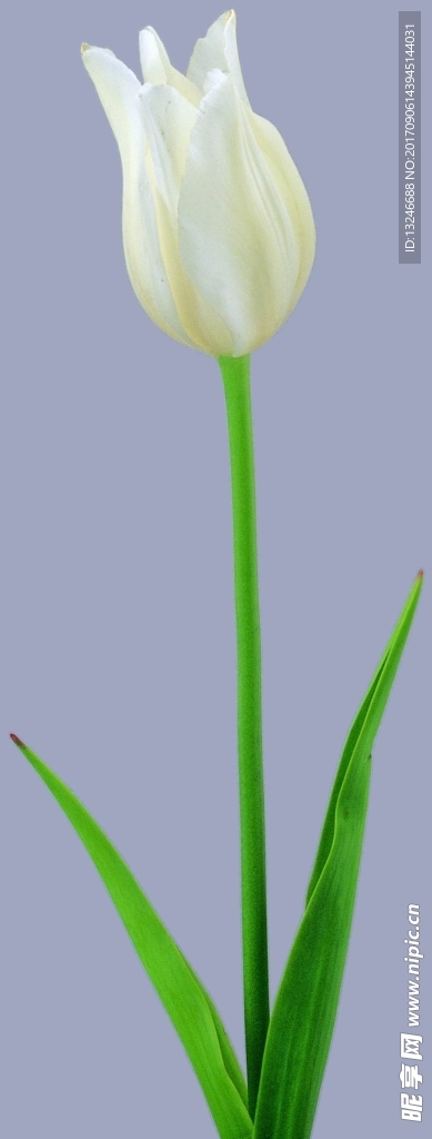鲜花