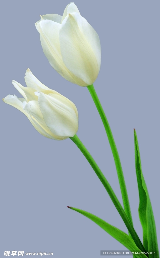 鲜花