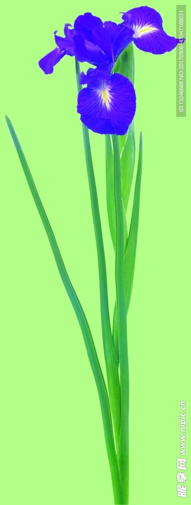 鲜花