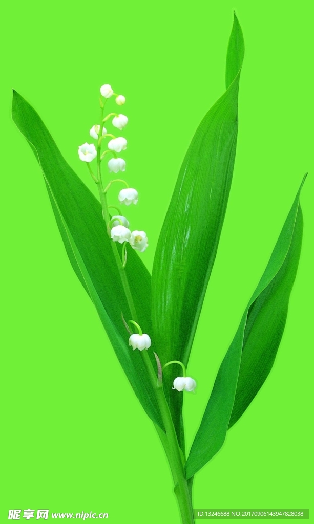鲜花