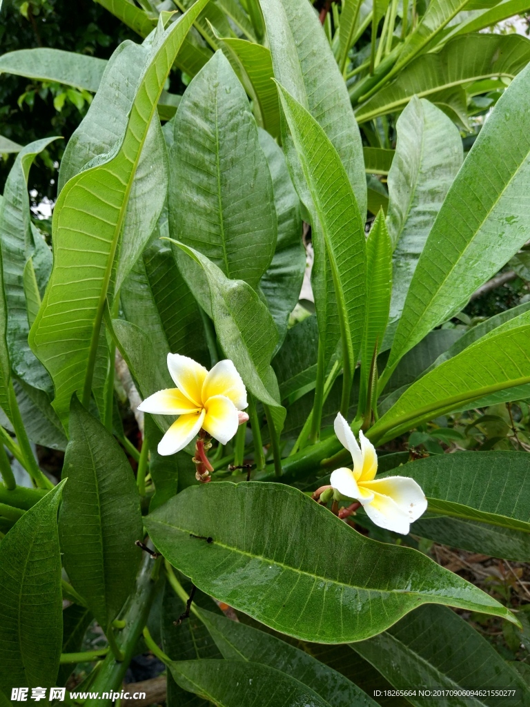 鸡蛋花