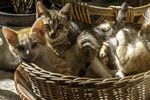 三只小猫咪