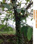 树干上的变色龙