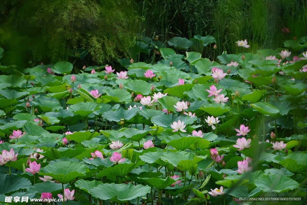 荷花池
