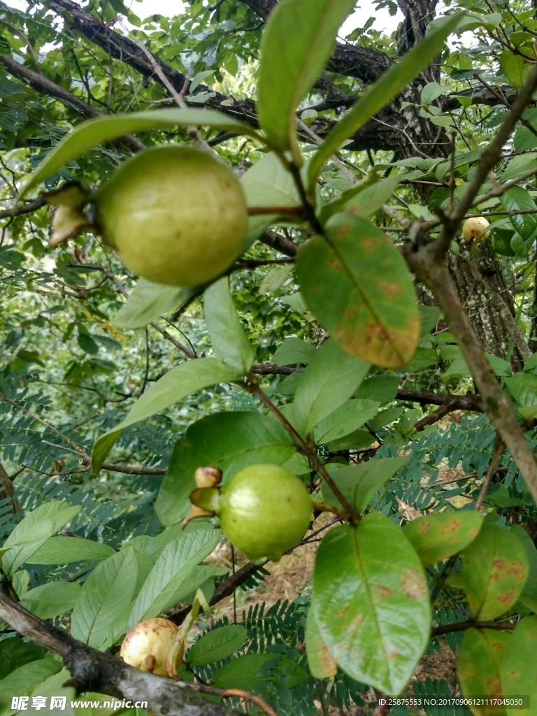 野果