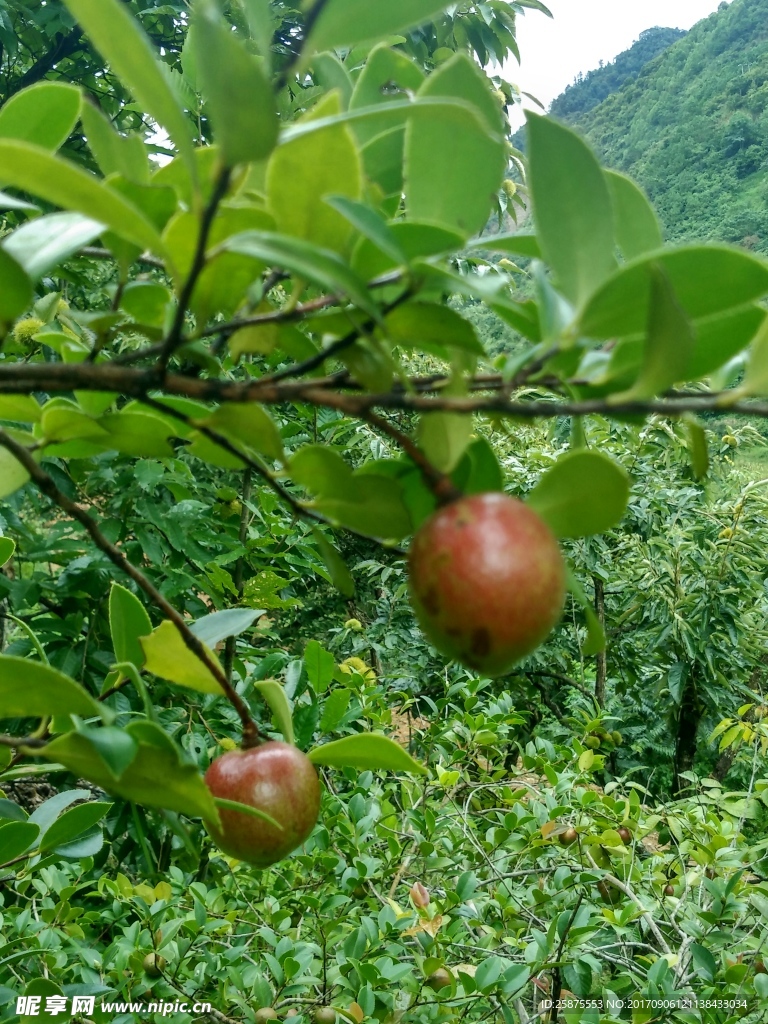 茶果