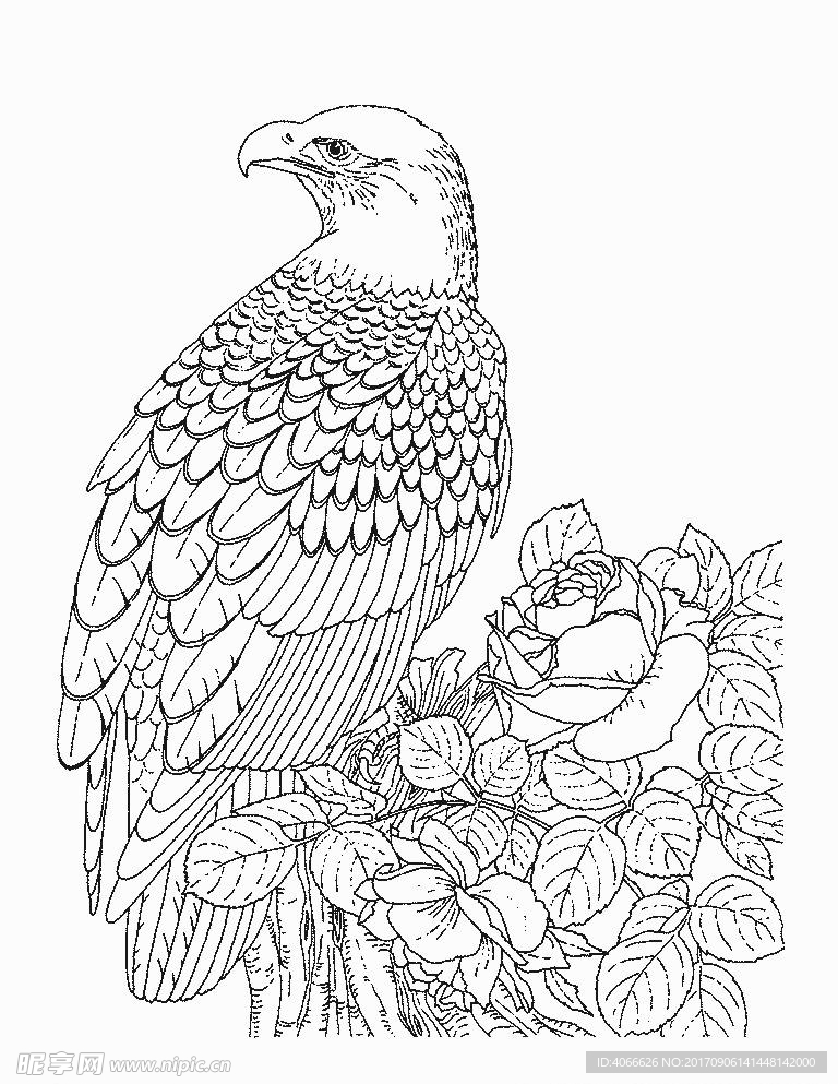 雄鹰素描线条矢量图